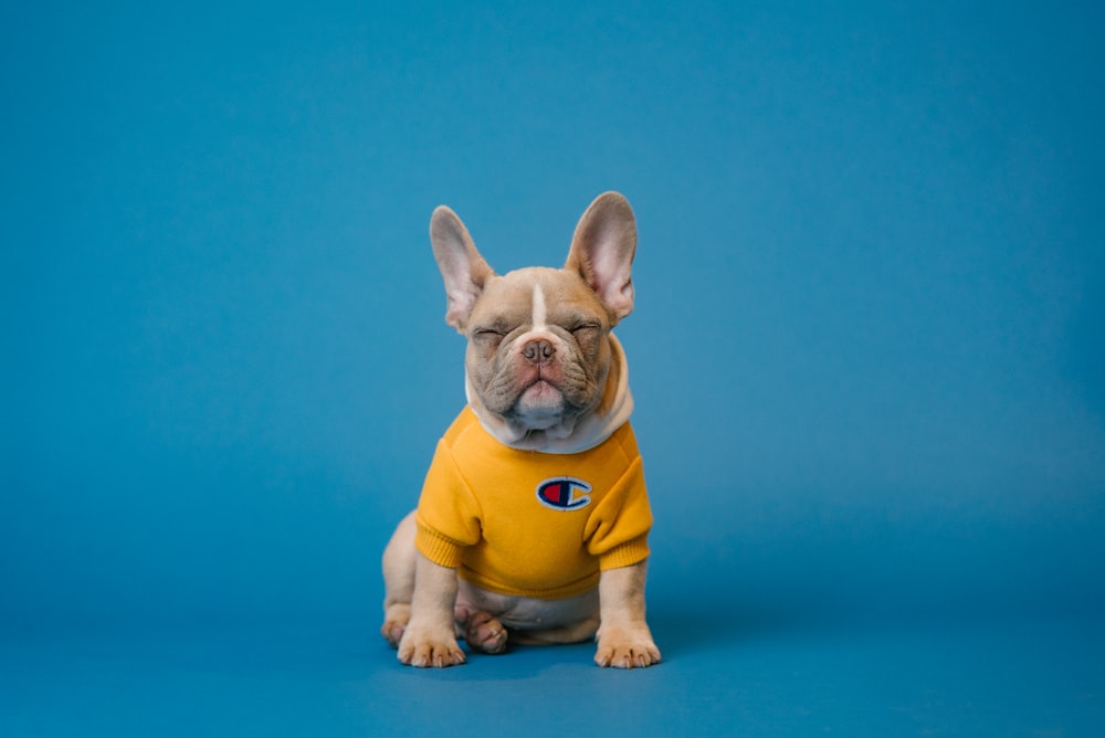 Importing Pet Supplies Wholesale from China: 2026 Sourcing Guide